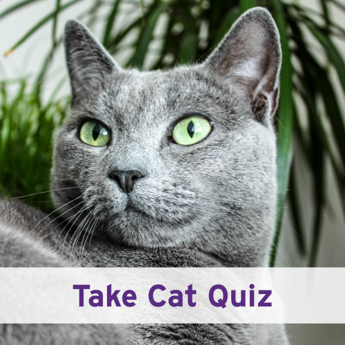 Take Cat Quiz