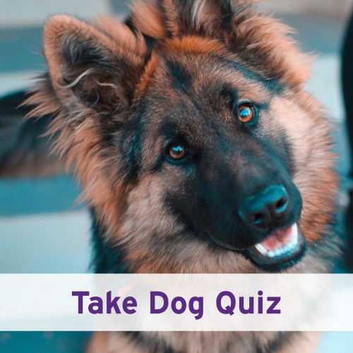 Take Dog Quiz