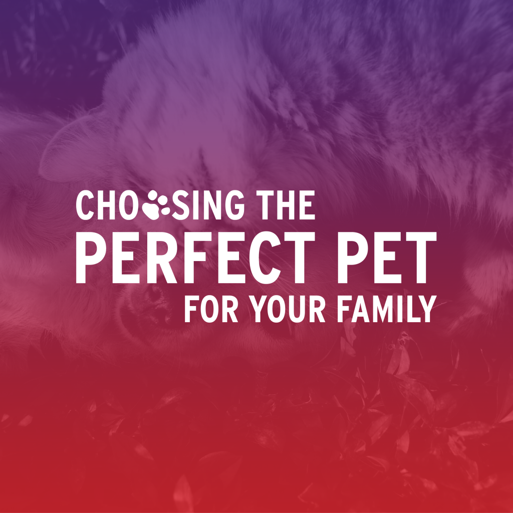 Choosing the Perfect Pet for Your Family