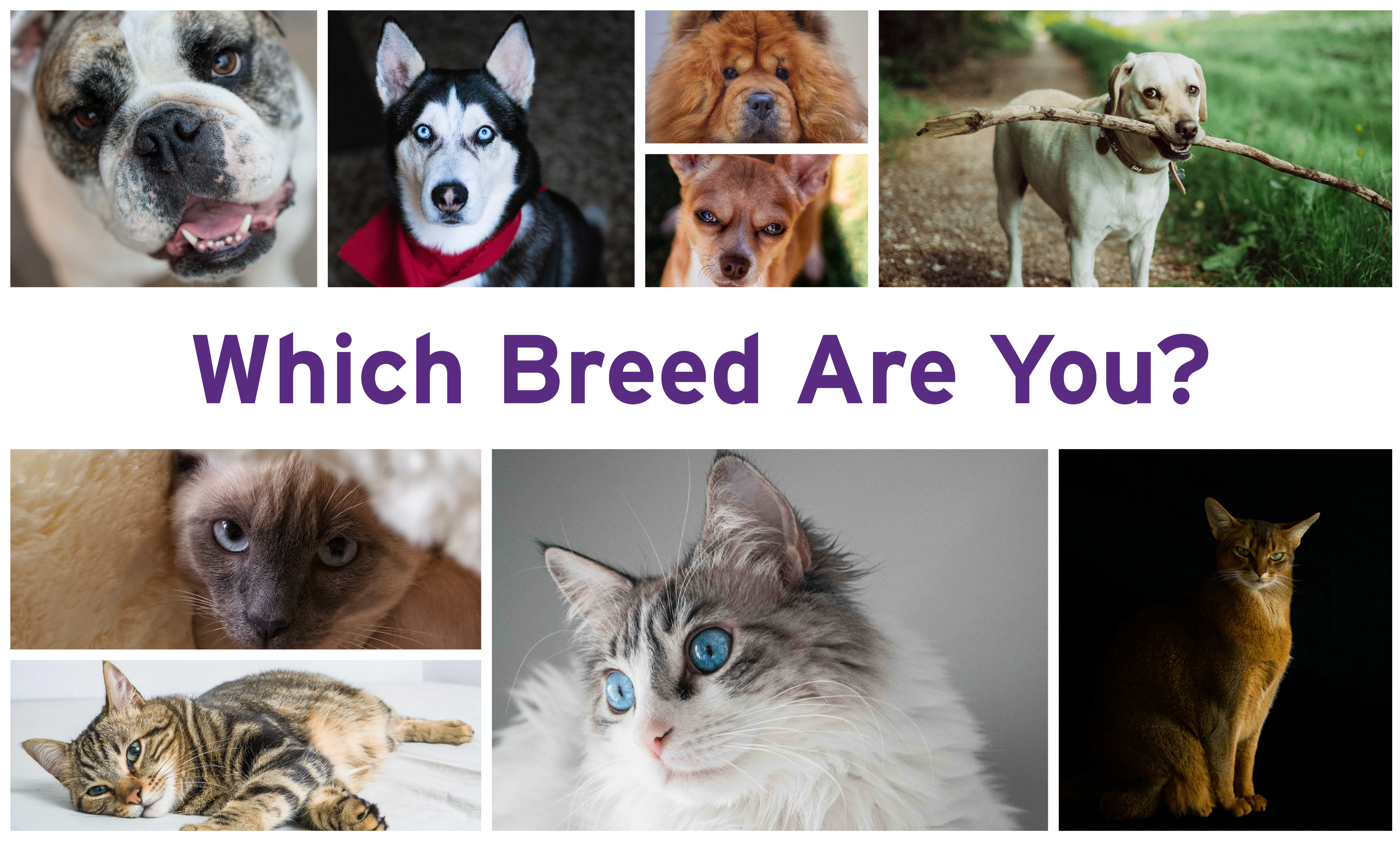 Which Breed Are You?