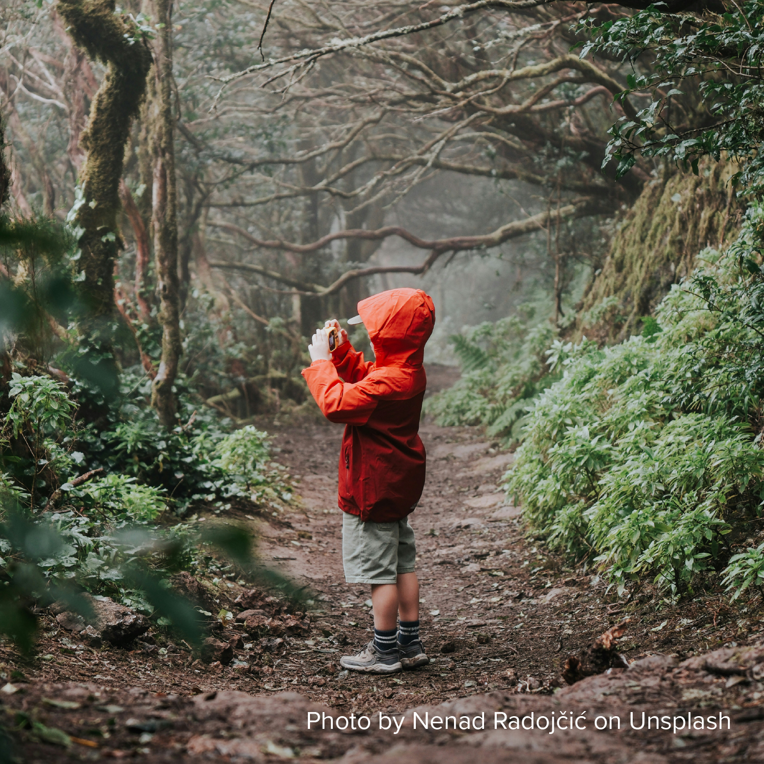 A child in a bright red raincoat stands on a misty forest path, taking a photo. The scene is lush, with green foliage and twisted tree branches.